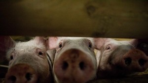 Въвеждат мерки срещу африканската чума по свинете