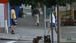 Бездомните кучета в София са 10 000 а уличните котки