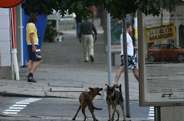 Бездомните кучета в София са 10 000, а уличните котки - три пъти повече