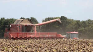 Жънат порано слънчогледа и царевицата в Крайдунавска Добруджа