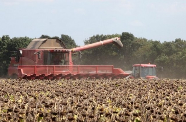 Жънат по-рано слънчогледа и царевицата в Крайдунавска Добруджа