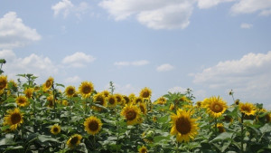 Прибраха незаконно 20 декара слънчоглед