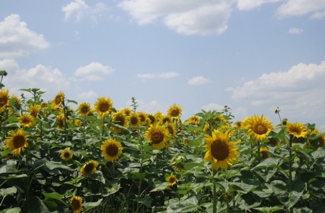 Прибраха незаконно 20 декара слънчоглед