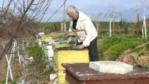 Приемат документи за субсидия по програмата за пчеларство