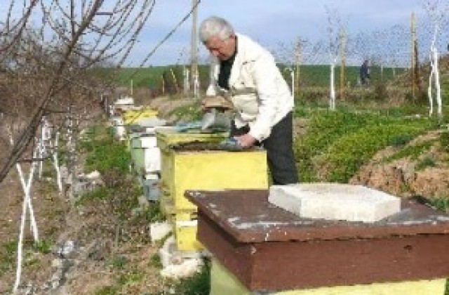 Приемат документи за субсидия по програмата за пчеларство