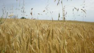 Търговци на зърно се опитали да ощетят хазната за над