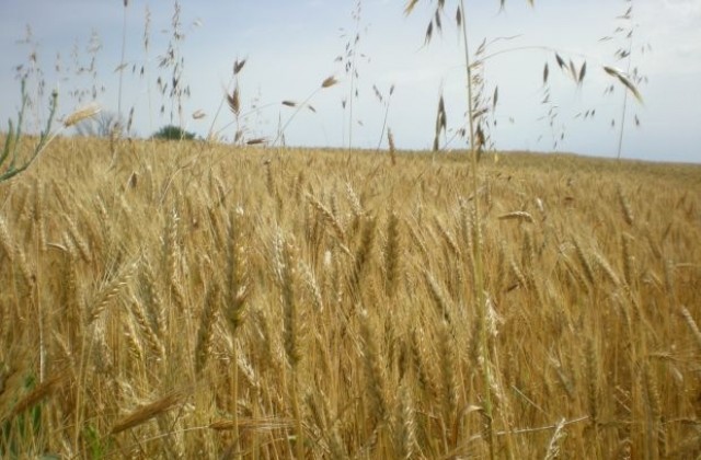 Търговци на зърно се опитали да ощетят хазната за над 2 млн. лeва
