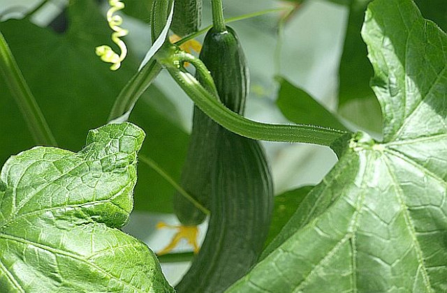 Земеделците от Сандански могат да кандидатстват за средства по DE MINIMIS