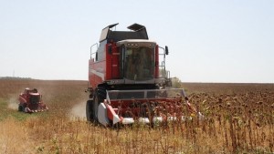 Жънат слънчогледа в Гарваново прогнозират слаб добив