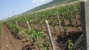 Засилена охрана на лозята в село Лозенец