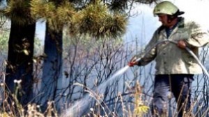 Пожар унищожи 10 пчелни семейства