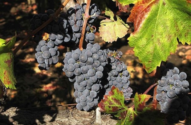 Винена война може да пламне между Великобритания и ЮАР