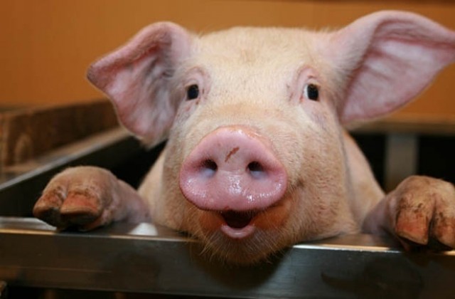 В Община Стара Загора вземат мерки срещу заболяването африканска чума по свинете