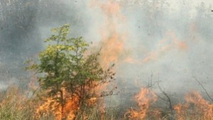 Пожар засегна над 200 дка под връх Васил Левски