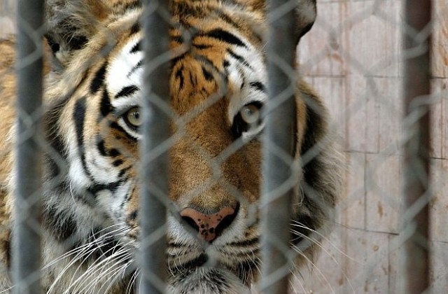 Тигър избяга и уби пазач в германски зоопарк