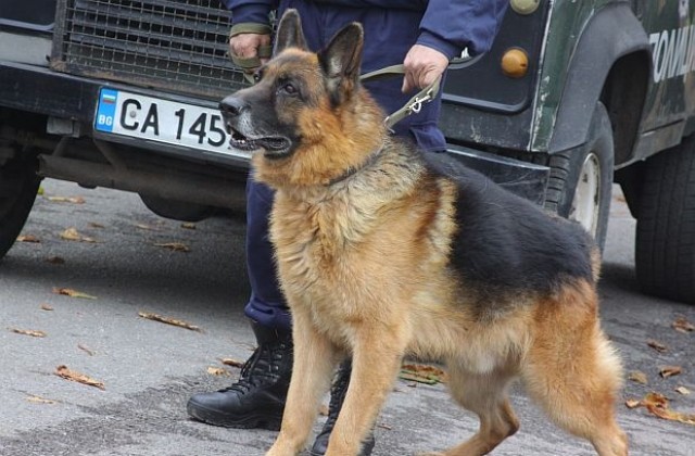 Отровиха куче на Планинската спасителна служба