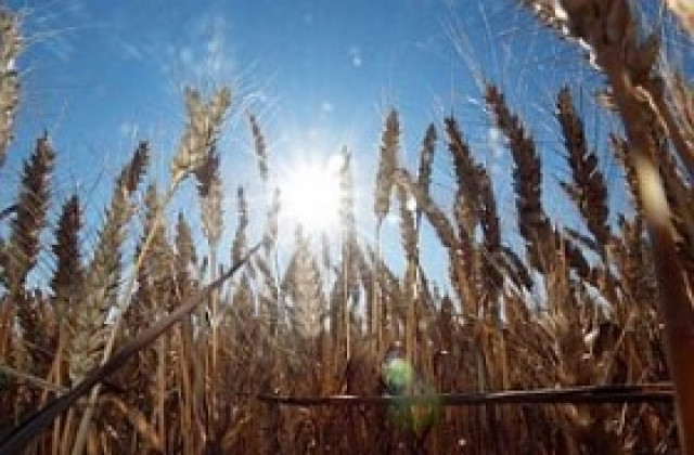 Сушата в Източна и Южна Европа намалява зърнената реколта