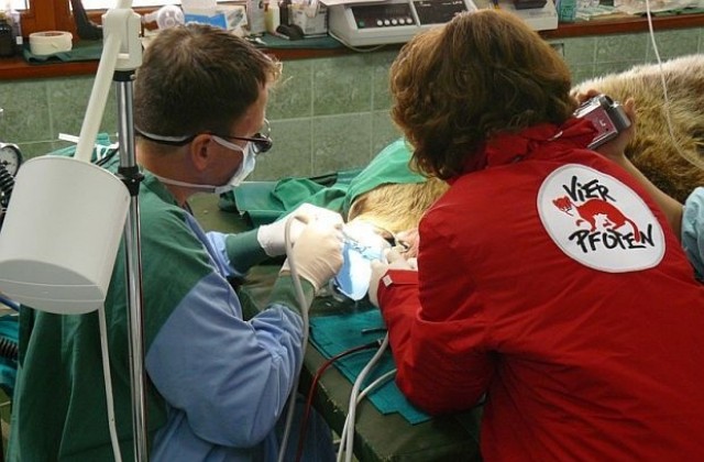 Немски стоматолог извършва безплатно зъболечение на мечките край Белица