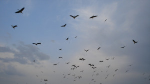 Стотици щъркели в небето над Варна