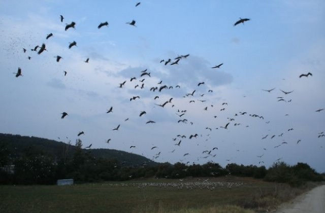 Около половин милион щъркела ще прелетят над България тази есен