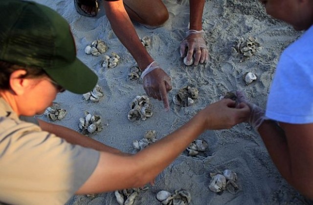 Земетресението в Салвадор е унищожило 45 000 яйца на застрашени костенурки