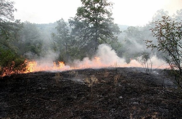 Над 1000 дка широколистна гора изгоря в защитен природен обект „Връшка чука”