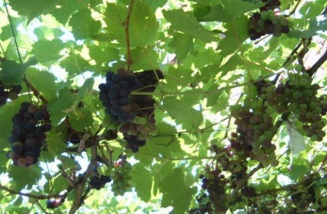 Кметът на Сандански даде старт на гроздобера