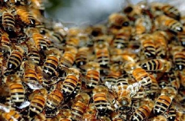 Европейската комисия прие мерки в защита на пчелите от пестициди