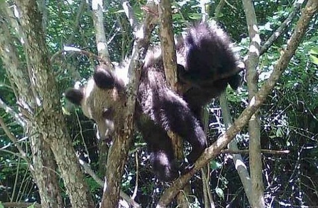 Малко мече беше спасено от бракониерска примка