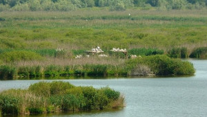 Животът в резервата Сребърна не е повлиян от ниското ниво