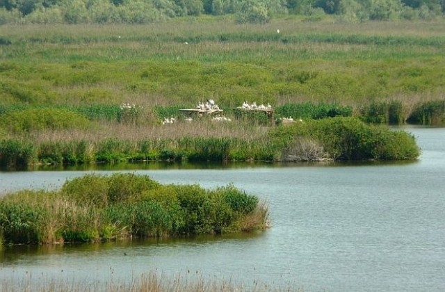 Животът в резервата Сребърна не е повлиян от ниското ниво на Дунава