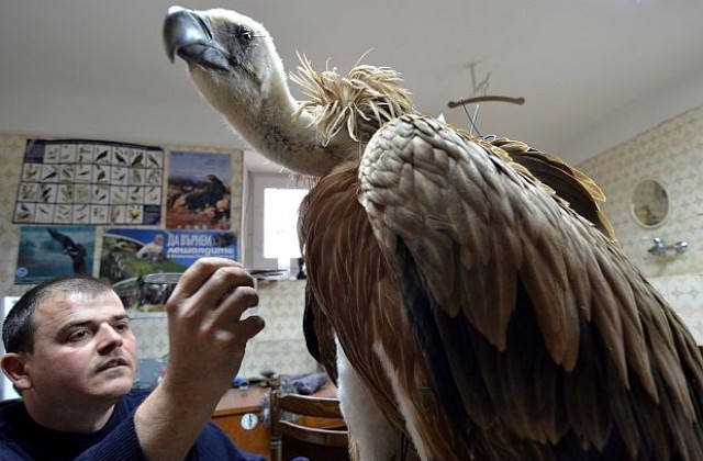 Международен ден на лешоядите