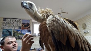 Фотоизложба за египетския лешояд край Орлова чука