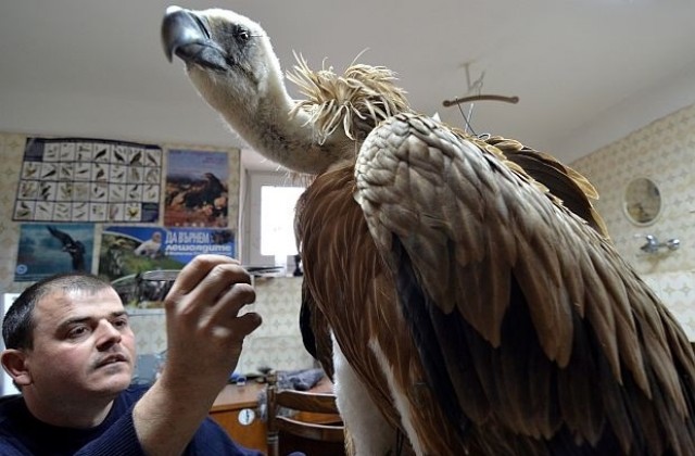 Международен ден на лешоядите