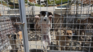 Прибират бездомни кучета в приюта в Горни Богров през ноември