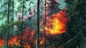 Иглолистни гори и тонове въглища горяха през уикенда