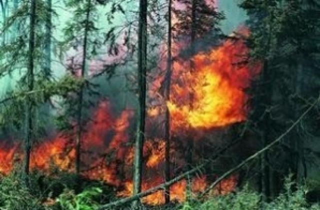 Иглолистни гори и тонове въглища горяха през уикенда