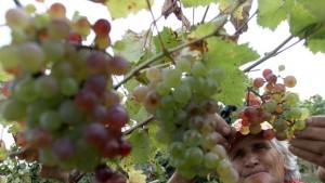 Прогнозират послаба реколта на грозде тази година