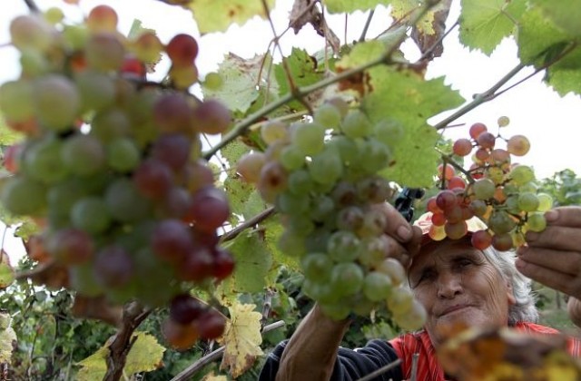 Прогнозират по-слаба реколта на грозде тази година