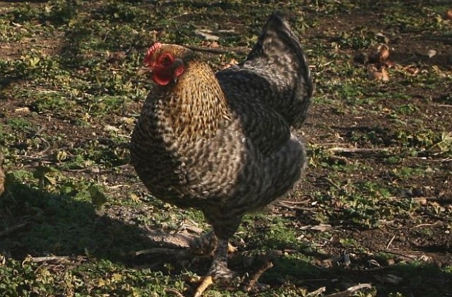 Пиян младеж уби 70 000 кокошки в американска птицеферма
