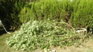 Двама габровци са задържани при специализирана акция срещу наркоразпространението