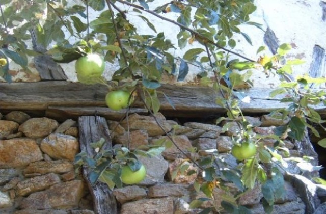 Прибират ябълките в Санданско