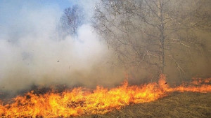 Изгоря 80 дка гора край Константиново