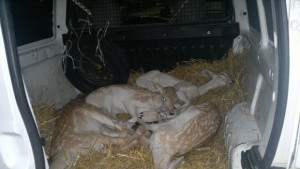 Пикап с четири упоени еленчета спряха митничарите на Дунав мост