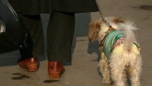 Онлайн система ще идентифицира домашни любимци чрез микрочипиране