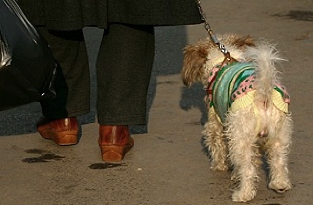 Онлайн система ще идентифицира домашни любимци чрез микрочипиране