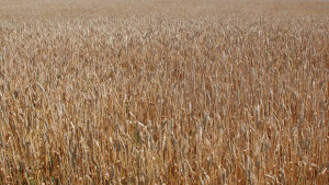 Масови проверки на земеделци през август