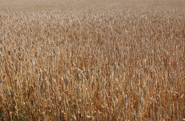 Масови проверки на земеделци през август