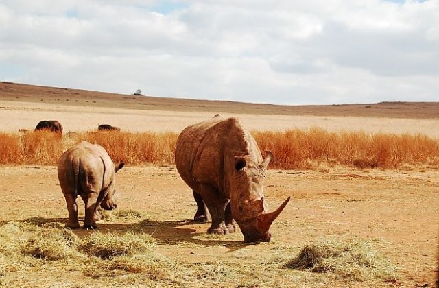 Бракониери избили 100 носорога за два месеца