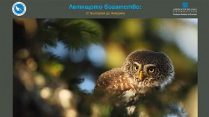 Птици от два континента показва фотоизложба в Добрич